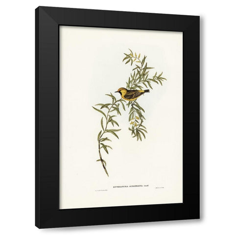 Orange-fronted chat-Ephthianura aurifrons Black Modern Wood Framed Art Print with Double Matting by Gould, John