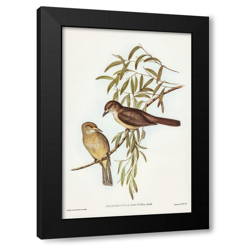 Brown Colluricincla-Colluricincla brunnea Black Modern Wood Framed Art Print with Double Matting by Gould, John
