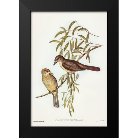 Brown Colluricincla-Colluricincla brunnea Black Modern Wood Framed Art Print by Gould, John