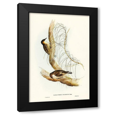 White-throated Tree-Creeper-Climacteris picumnus Black Modern Wood Framed Art Print with Double Matting by Gould, John