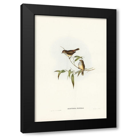 Little Brown Acanthiza-Acanthiza pusilla Black Modern Wood Framed Art Print with Double Matting by Gould, John