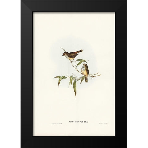 Little Brown Acanthiza-Acanthiza pusilla Black Modern Wood Framed Art Print by Gould, John
