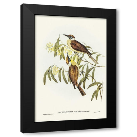Yellow-throated Friar Bird-Tropidorhynchus citreogularis Black Modern Wood Framed Art Print with Double Matting by Gould, John