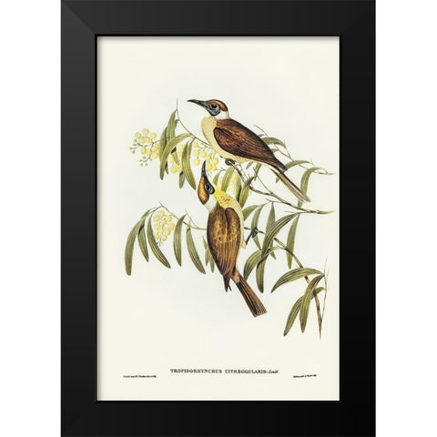 Yellow-throated Friar Bird-Tropidorhynchus citreogularis Black Modern Wood Framed Art Print by Gould, John