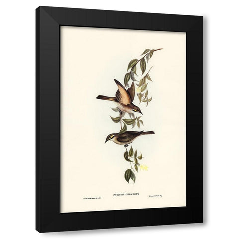 Yellow-faced Honey-eater-Ptilotis chrysops Black Modern Wood Framed Art Print by Gould, John