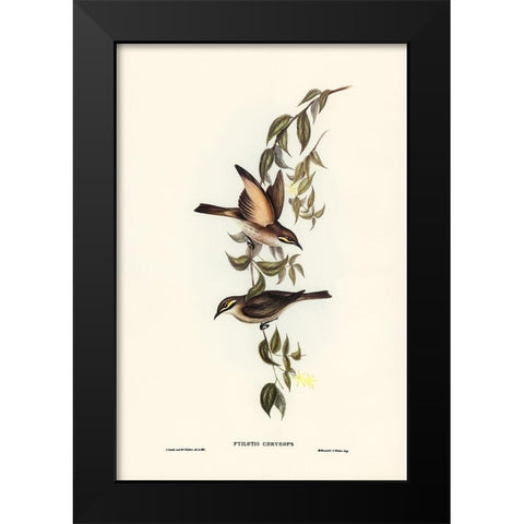 Yellow-faced Honey-eater-Ptilotis chrysops Black Modern Wood Framed Art Print by Gould, John