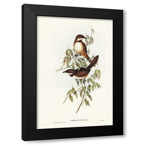 Noisy Brush-bird-Atrichia clamosa Black Modern Wood Framed Art Print with Double Matting by Gould, John