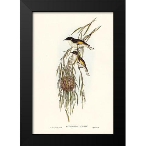 Painted Honey-eater-Entomophila picta Black Modern Wood Framed Art Print by Gould, John