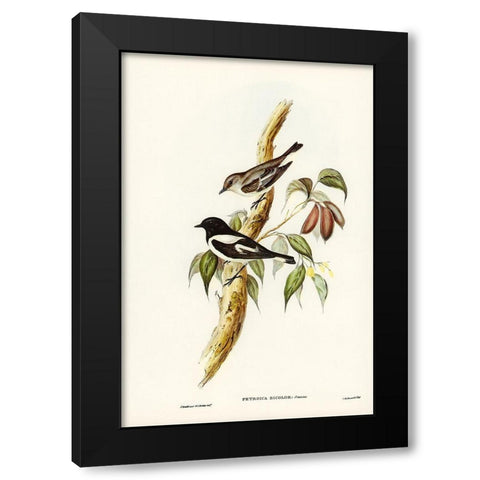 Pied Robin-Petroica bicolor-Swains Black Modern Wood Framed Art Print with Double Matting by Gould, John