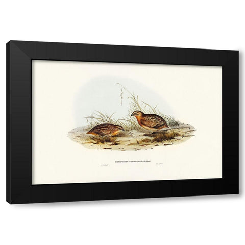 Red-chested Hemipode-Hemipodius pyrrhothorax Black Modern Wood Framed Art Print with Double Matting by Gould, John