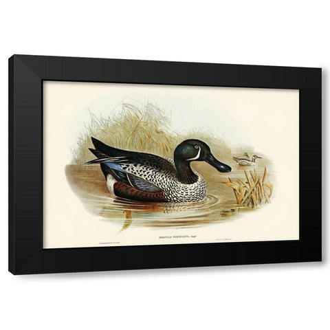 Variegated Shoveller-Spatula Variegata Black Modern Wood Framed Art Print with Double Matting by Gould, John