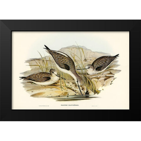 Australian Greenshank-Glottis Glottoides Black Modern Wood Framed Art Print by Gould, John