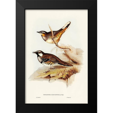 Spotted Groud Thrush-Cinclosoma punctatum Black Modern Wood Framed Art Print by Gould, John