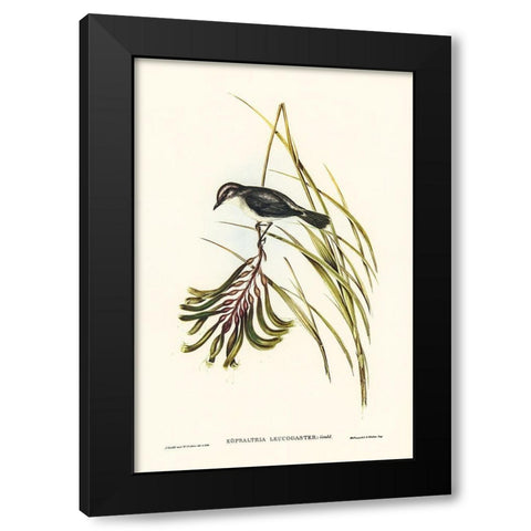 White-bellied Robin Black Modern Wood Framed Art Print with Double Matting by Gould, John