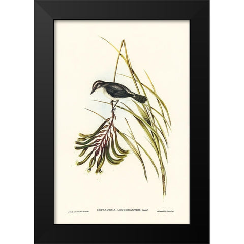 White-bellied Robin Black Modern Wood Framed Art Print by Gould, John