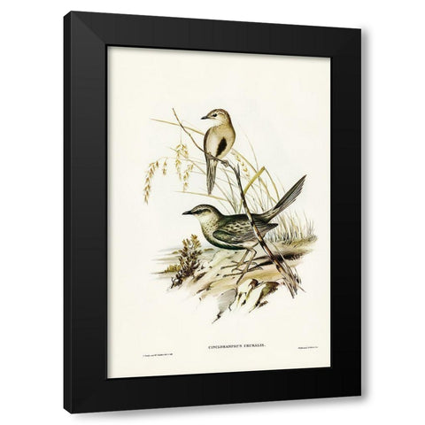 Brown Songlark-Cincloramphus cruralis Black Modern Wood Framed Art Print with Double Matting by Gould, John
