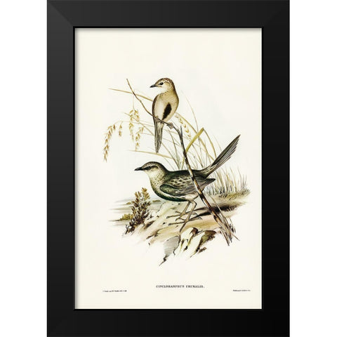 Brown Songlark-Cincloramphus cruralis Black Modern Wood Framed Art Print by Gould, John