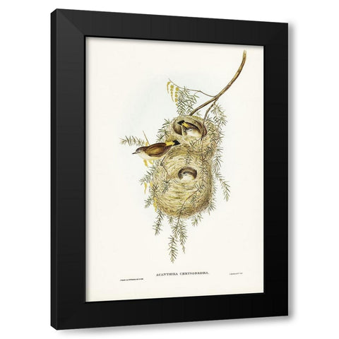 Yellow-rumped Acanthiza-Acanthiza chrysorrhoea Black Modern Wood Framed Art Print with Double Matting by Gould, John