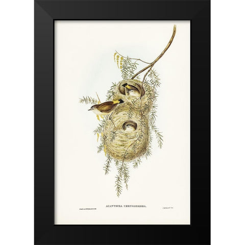 Yellow-rumped Acanthiza-Acanthiza chrysorrhoea Black Modern Wood Framed Art Print by Gould, John