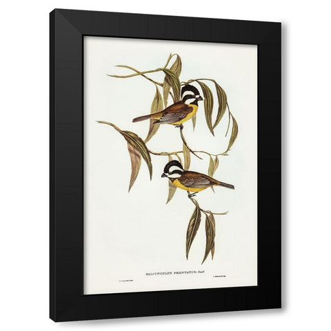 Frontal Shrike-Tit-Falcunculus frontatus Black Modern Wood Framed Art Print with Double Matting by Gould, John