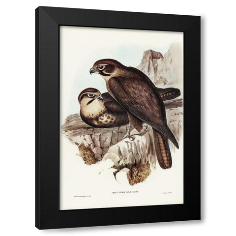 Brown Hawk-Ieracidea Berigora Black Modern Wood Framed Art Print with Double Matting by Gould, John