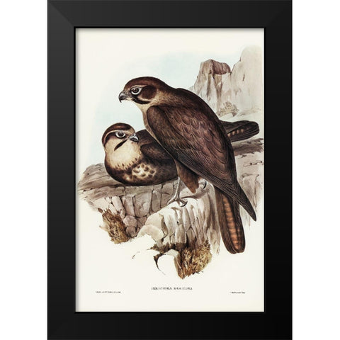Brown Hawk-Ieracidea Berigora Black Modern Wood Framed Art Print by Gould, John
