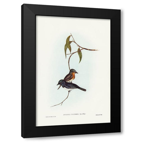 Plumbeous Flycatcher-Myiagra plumbea Black Modern Wood Framed Art Print by Gould, John