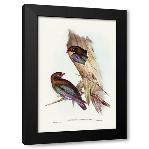 Australian Roller-Eurystomus Australis Black Modern Wood Framed Art Print by Gould, John