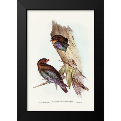 Australian Roller-Eurystomus Australis Black Modern Wood Framed Art Print by Gould, John