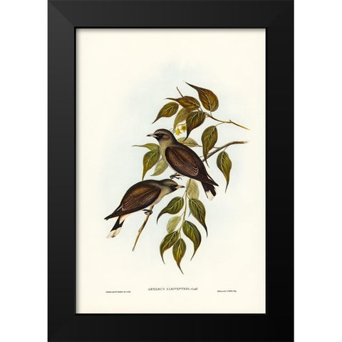 White-vented Wood Swallow-Artamus albiventris Black Modern Wood Framed Art Print by Gould, John