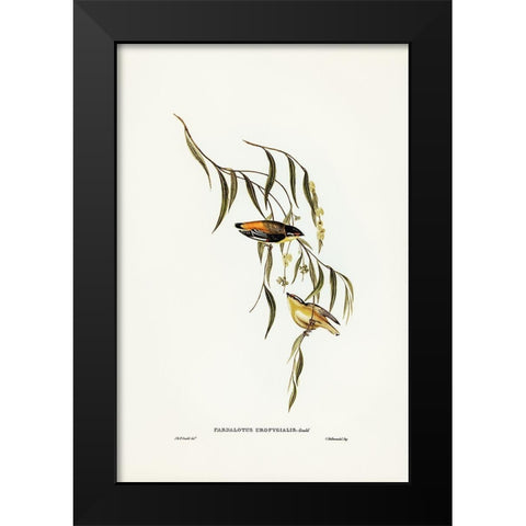 Yellow-rumped Pardalote-Pardalotus uropygialis Black Modern Wood Framed Art Print by Gould, John
