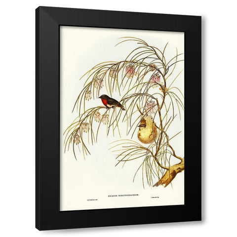 Swallow Dicaeum-Dicaeum hirundinaceum Black Modern Wood Framed Art Print with Double Matting by Gould, John