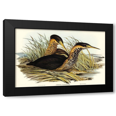 Yellow-necked Bittern-Ardetta flavicollis Black Modern Wood Framed Art Print with Double Matting by Gould, John