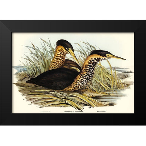 Yellow-necked Bittern-Ardetta flavicollis Black Modern Wood Framed Art Print by Gould, John