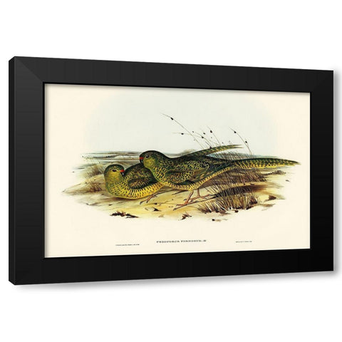 Ground Parakeet-Pezoporus formosus Black Modern Wood Framed Art Print by Gould, John