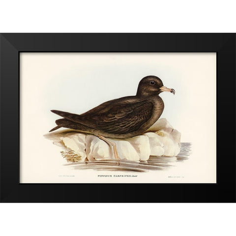 Fleshy-footed Petrel-Puffinus carneipes Black Modern Wood Framed Art Print by Gould, John