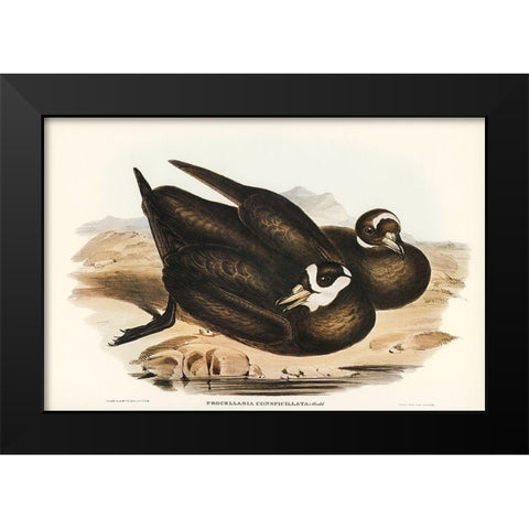 Spectacled Petrel-Procellaria conspicillata Black Modern Wood Framed Art Print by Gould, John