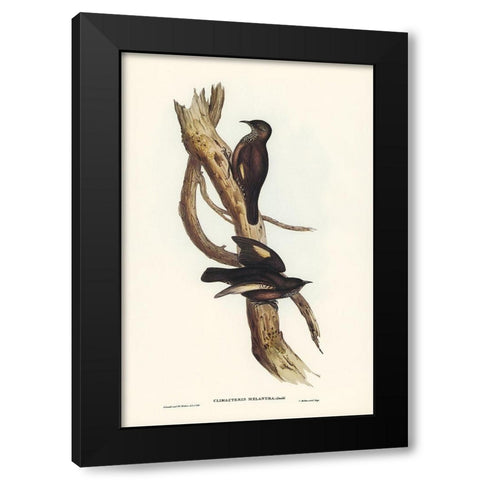 Black-tailed Tree-Creeper-Climacteris melanura Black Modern Wood Framed Art Print with Double Matting by Gould, John