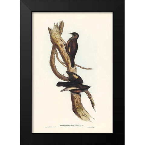 Black-tailed Tree-Creeper-Climacteris melanura Black Modern Wood Framed Art Print by Gould, John