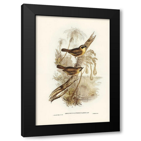 Yellow-throated Sericornis-Sericornis citreogularis Black Modern Wood Framed Art Print with Double Matting by Gould, John