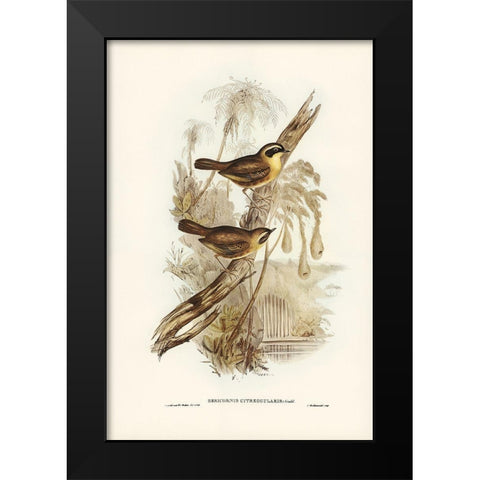 Yellow-throated Sericornis-Sericornis citreogularis Black Modern Wood Framed Art Print by Gould, John