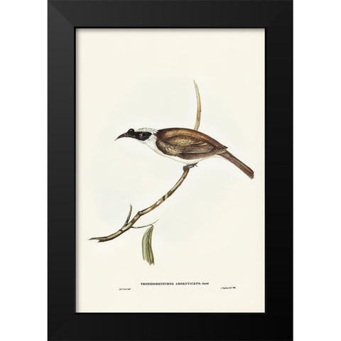 Silvery-crowned Friar Bird-Tropidorhynchus argenticeps Black Modern Wood Framed Art Print by Gould, John
