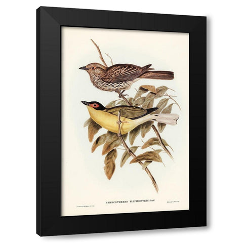 Yellow-bellied Sphecotheres-Sphecotheres flaviventris Black Modern Wood Framed Art Print by Gould, John
