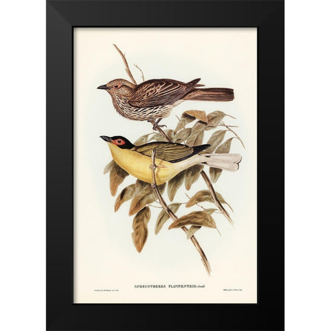 Yellow-bellied Sphecotheres-Sphecotheres flaviventris Black Modern Wood Framed Art Print by Gould, John