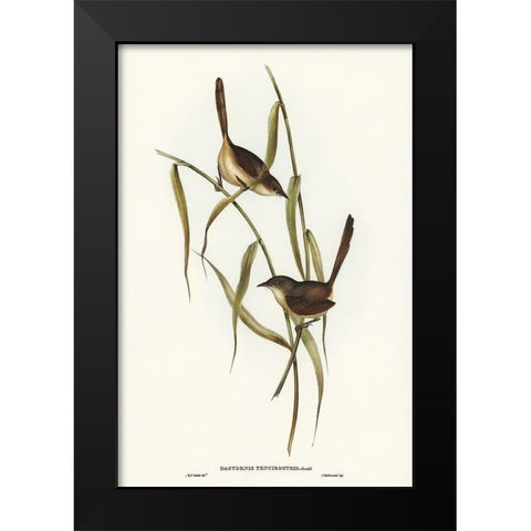 Long-billed Bristle Bird-Dasyornis longirostris Black Modern Wood Framed Art Print by Gould, John