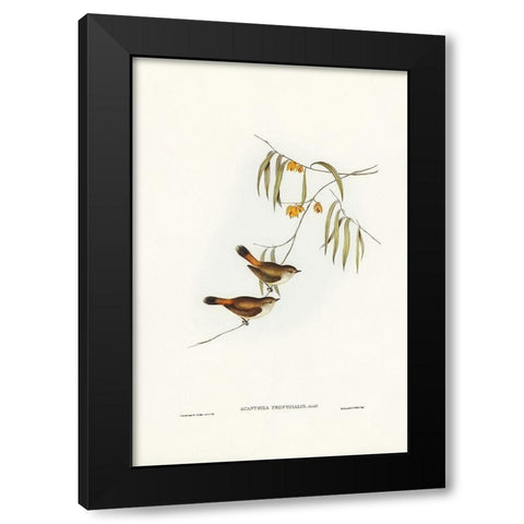 Chestnut-rumped Acanthiza-Acanthiza uropygialis Black Modern Wood Framed Art Print with Double Matting by Gould, John