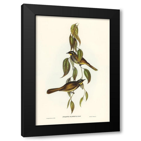 Yellow-throated Honey-eater-Ptilotis flavigula Black Modern Wood Framed Art Print by Gould, John