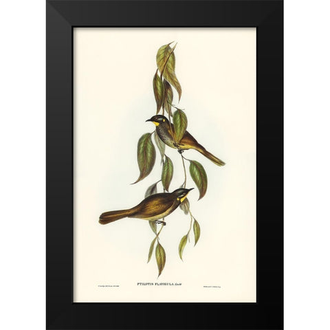 Yellow-throated Honey-eater-Ptilotis flavigula Black Modern Wood Framed Art Print by Gould, John