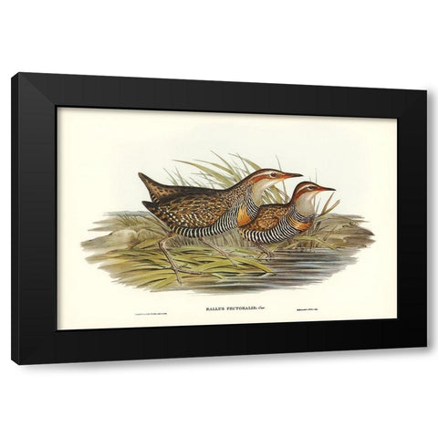 Pectoral Rail-Rallus pectoralis Black Modern Wood Framed Art Print with Double Matting by Gould, John