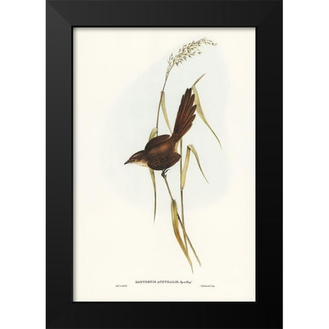 Bristle Bird-Dasyornis Australis Black Modern Wood Framed Art Print by Gould, John